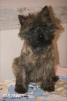 Cairn Terrier - rodowodowe (ZKwP/FCI) szczenięta po wybitnych rodzicach.