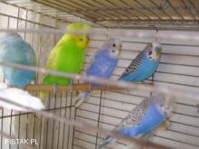 Papugi faliste dwumiesięczne nadające się do oswojenia sprzedam.